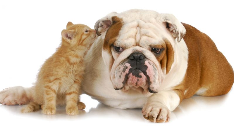 cat and dog - cute kitten whispering into english bulldogs ear on white background