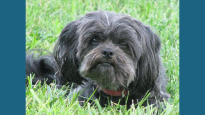 Affenpinscher 1