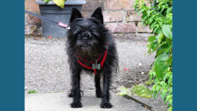 Affenpinscher 10