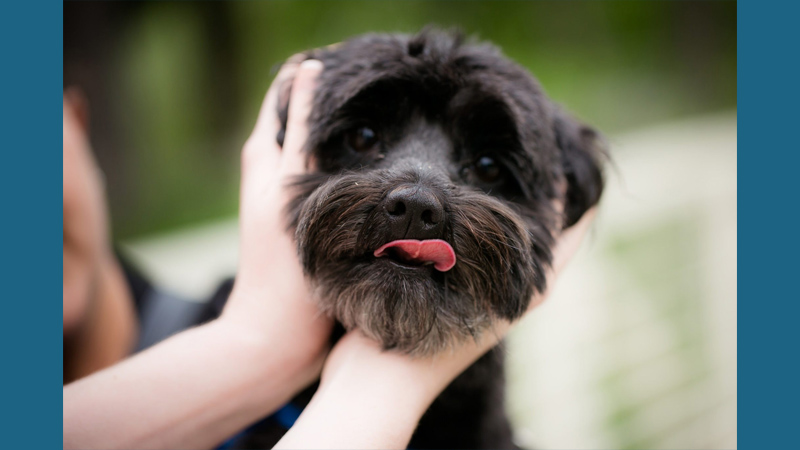 Affenpinscher 11