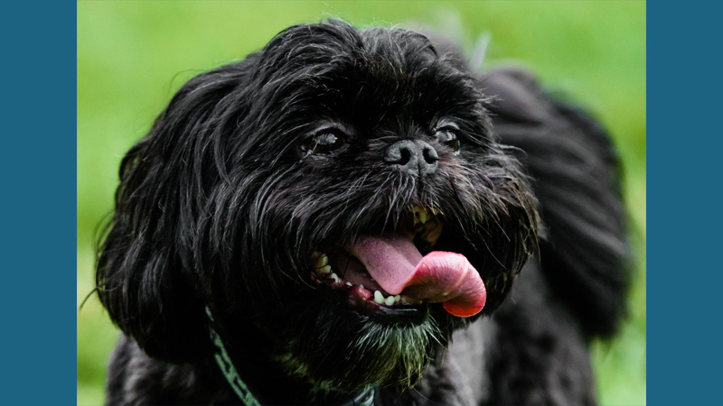 Affenpinscher 12