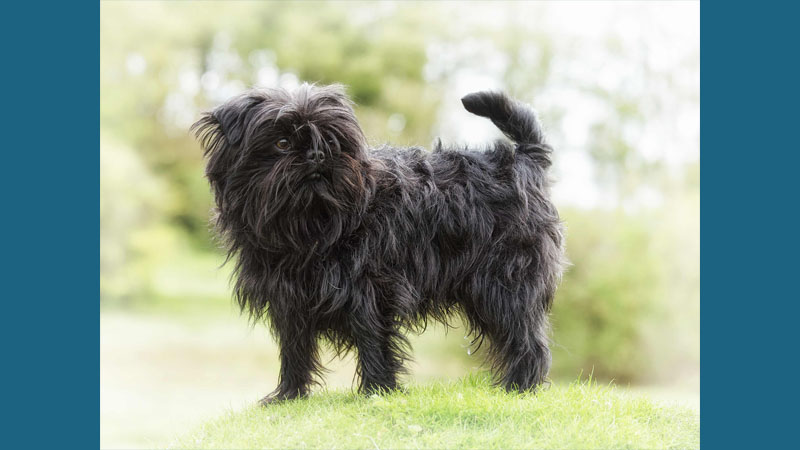 Affenpinscher 2