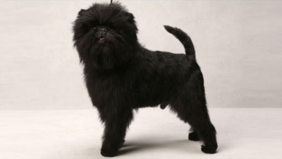 Affenpinscher 3