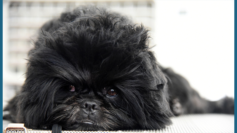 Affenpinscher 4