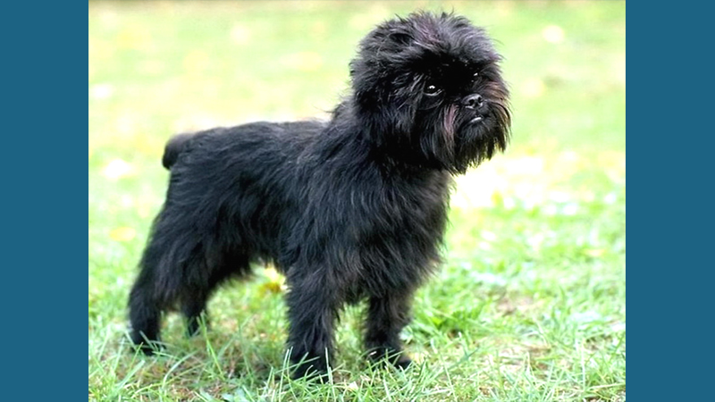 Affenpinscher 5