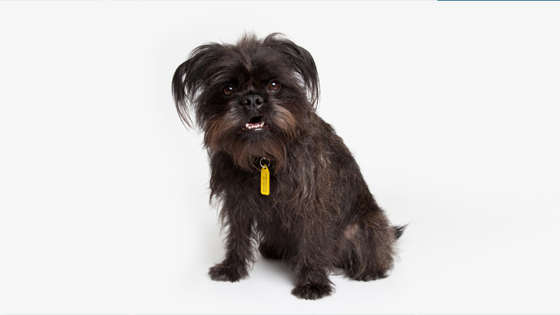 Affenpinscher 8