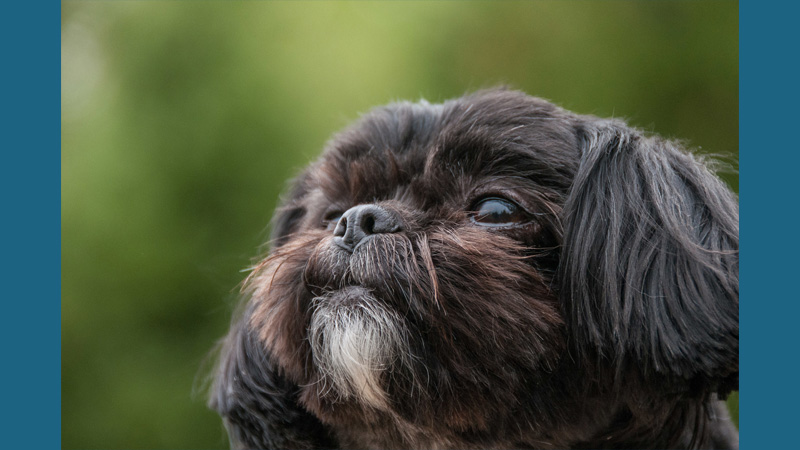 Affenpinscher 9