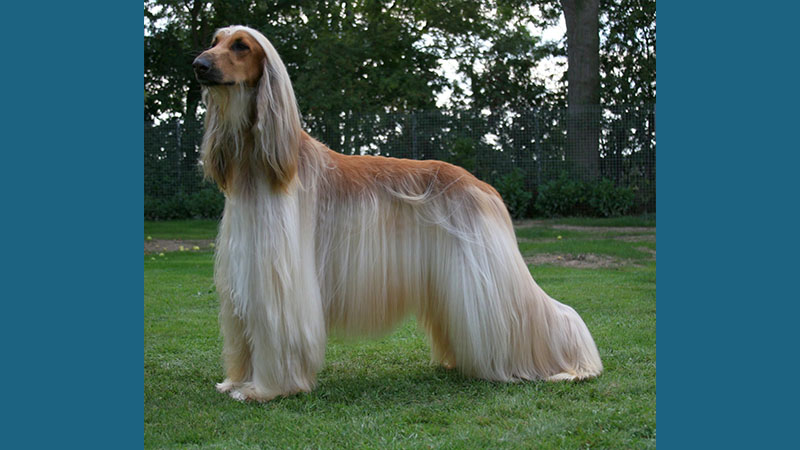 Afghan Hound 1