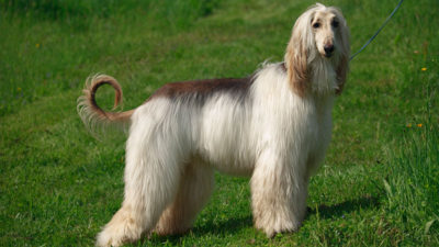 Afghan Hound 10