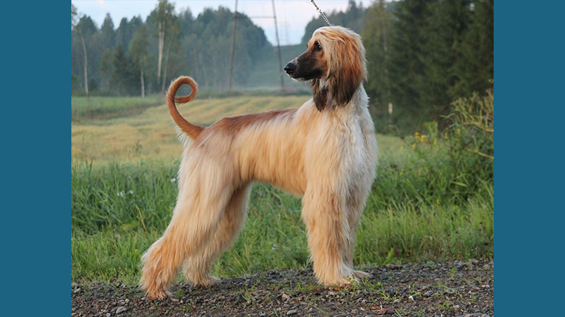 Afghan Hound 11