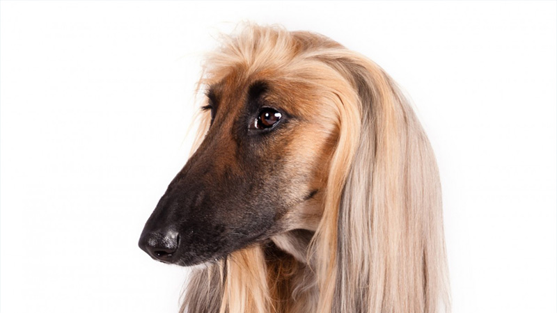 Afghan Hound 13