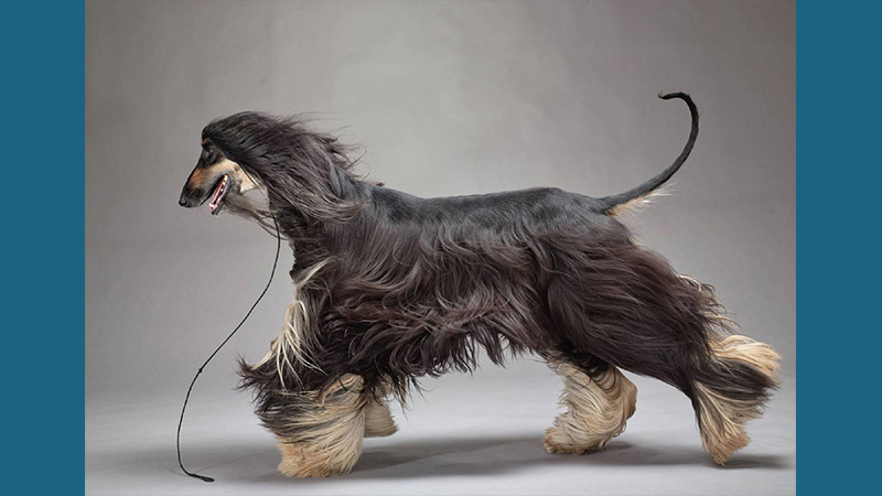 Afghan Hound 14