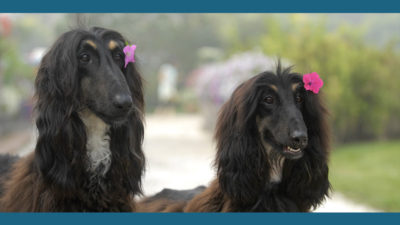 Afghan Hound 15