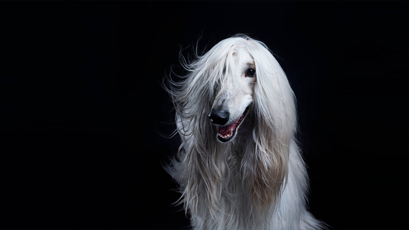 Afghan Hound 16