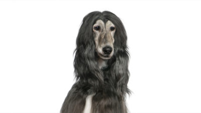 Afghan Hound 17