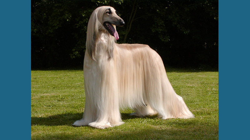 Afghan Hound 4