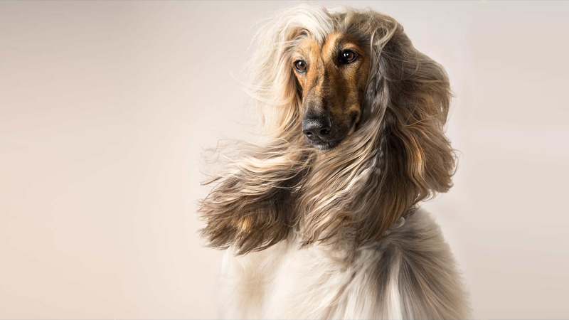 Afghan Hound 5