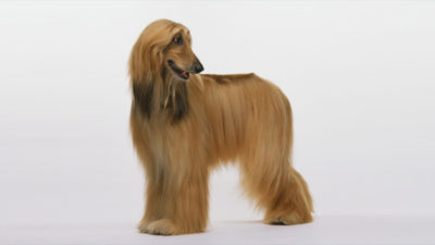 Afghan Hound 6