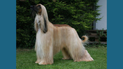 Afghan Hound 7