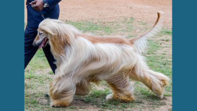 Afghan Hound 8