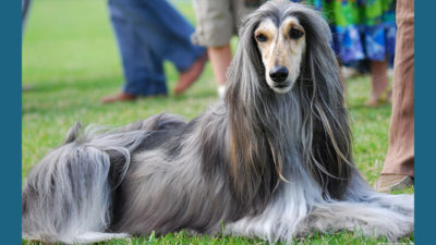 Afghan Hound 9