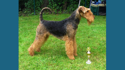 Airedale Terrier 1