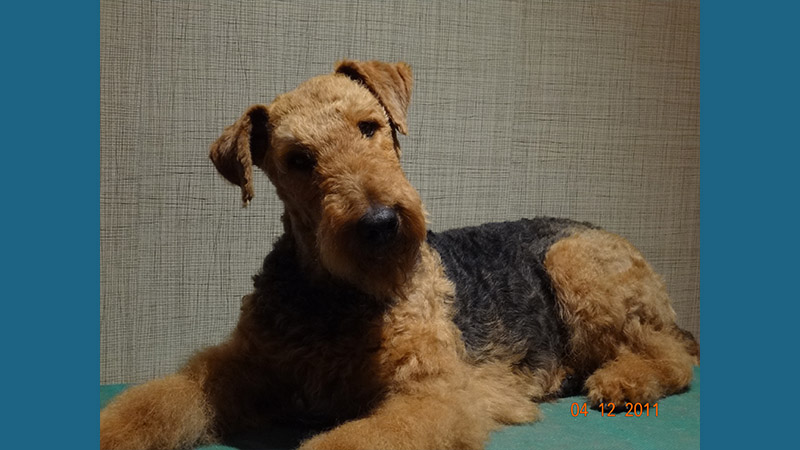 Airedale Terrier 10