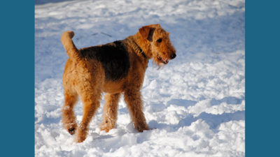 Airedale Terrier 11