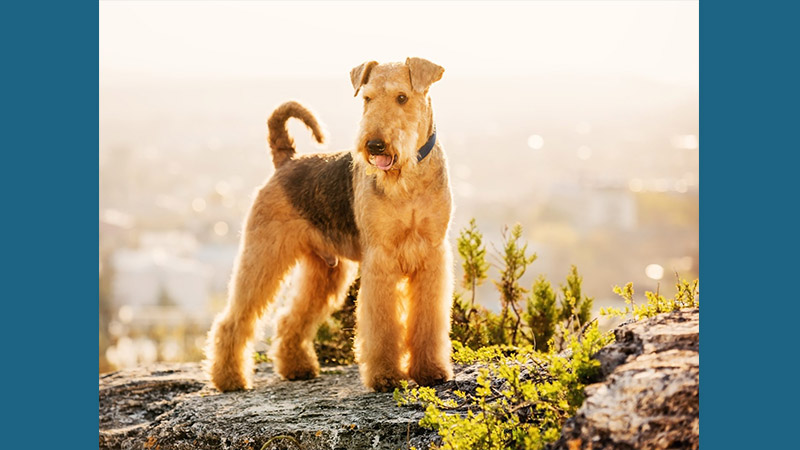 Airedale Terrier 12