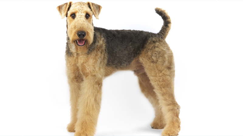 Airedale Terrier 13