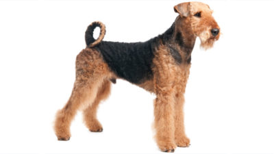 Airedale Terrier 14