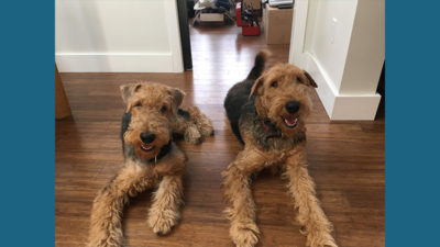 Airedale Terrier 2