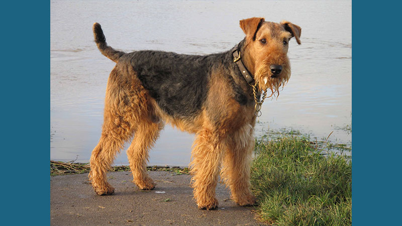 Airedale Terrier 3