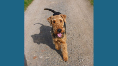 Airedale Terrier 4