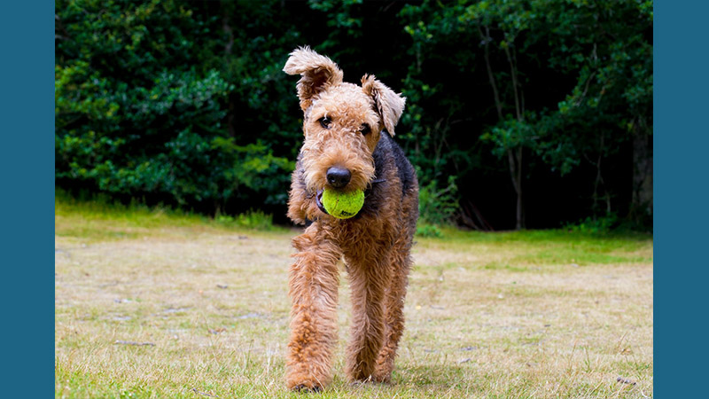 Airedale Terrier 5