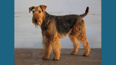 Airedale Terrier 6