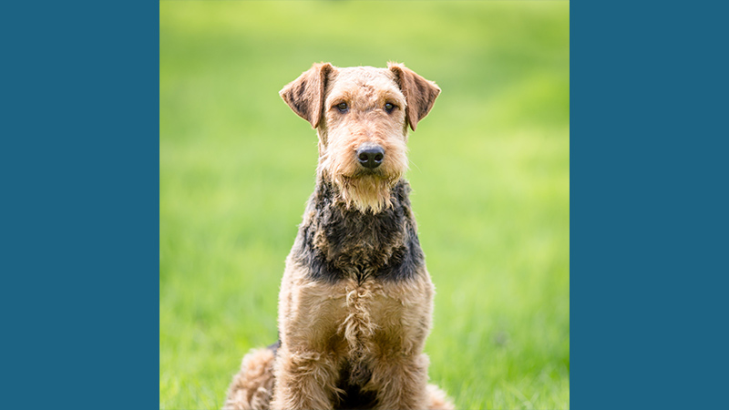 Airedale Terrier 7