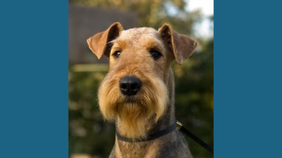 Airedale Terrier 8