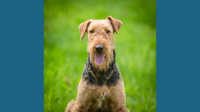 Airedale Terrier 9