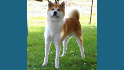 Akita 1