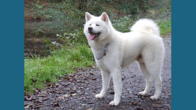 Akita 13