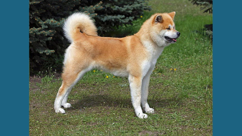 Akita 14