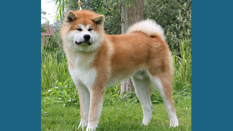 Akita 2