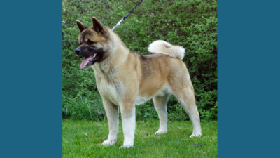 Akita 3