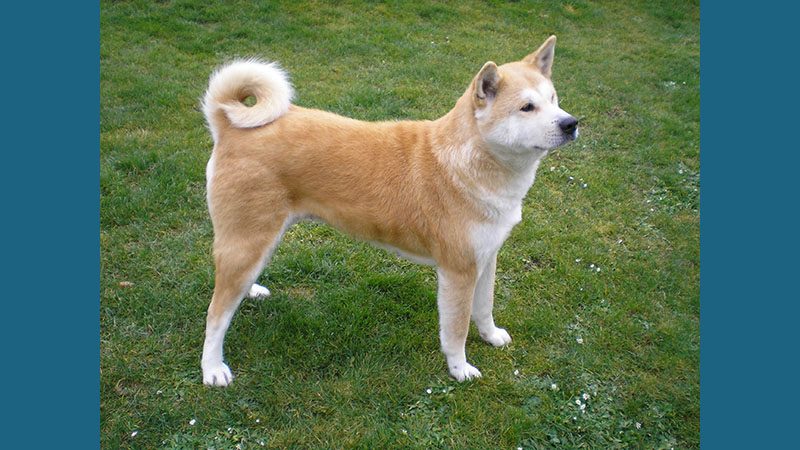 Akita 4