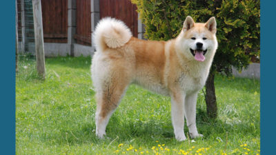 Akita 5