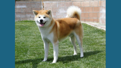 Akita 6