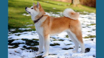 Akita 7