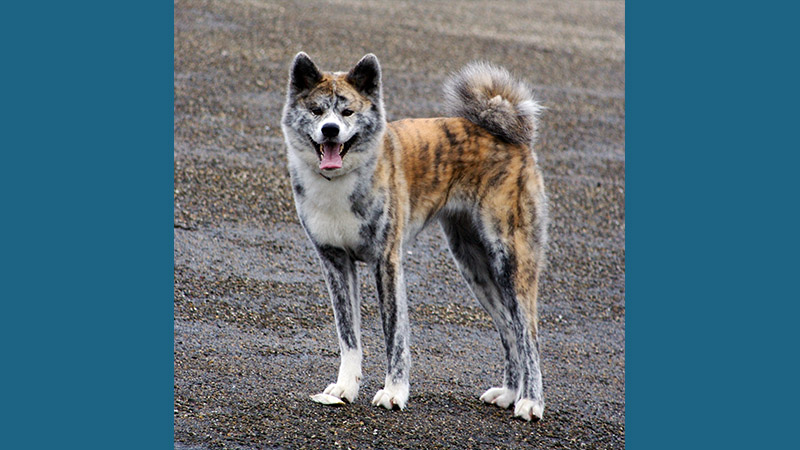 Akita 8