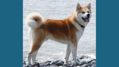 Akita 9